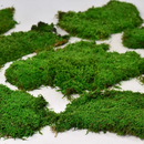 Flade, grønne mosstykker med varieret tekstur og farve, inkl. kviste og blade, på hvid baggrund.