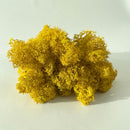 Tæt, gul mos med busket tekstur og naturlig form. Behandlet og bevaret for langvarig holdbarhed.