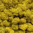 Ægte gult reindeer mos