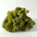 Grønt rensdyrmos med ujævn form og tekstureret overflade mod en lys baggrund.