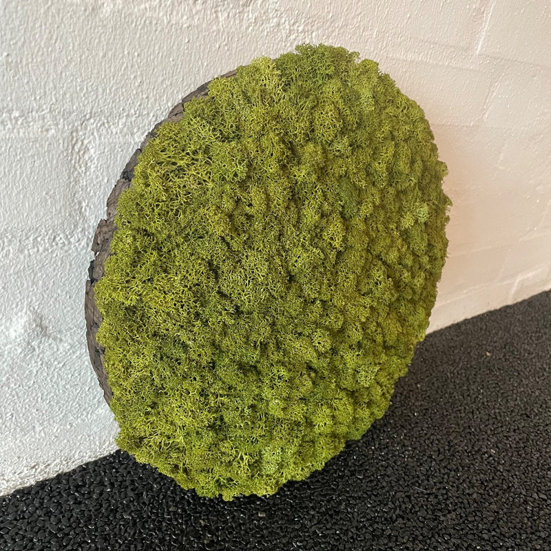 OEKOBOARD - Medium grøn mos cirkel med brændt kork
