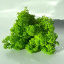 Grøn, busket mos med tekstur og uregelmæssig form på lys baggrund.