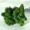 Mørkegrønt rensdyrmos med tæt, busket struktur og små kviste eller naturligt affald.