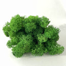 Tæt klynge af grøn rensdyrmos med tekstureret overflade, præsenteret i løse klynger.