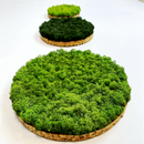 OEKOBOARD Premium - Små mos cirkler