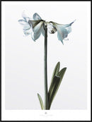 Amaryllis blomster i blå og hvid på grå baggrund, indrammet med hvid kant og "Secret Garden" logo.