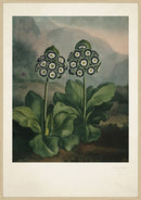 Vintage plakat med to auricula blomster, blå-hvide kronblade, grønne blade, tåget bjerglandskab.