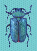 Bille A5 - Bille A5 - dims