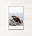 Brun bjørn med to unger på klippe. Tekst: "In Mother's Footsteps" og "National animal of Finland".