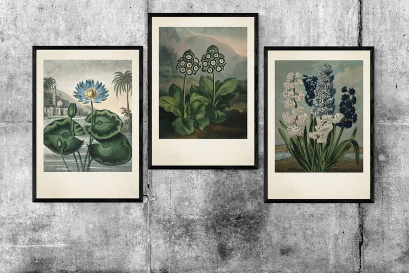 Vintage Hyacinths 50x70