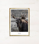 Elg med store gevirer, let åben mund, sløret baggrund. Tekst: "King of Antlers, nationaldyr Sverige".