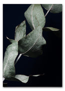 Eucalyptus II A3