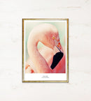 Nærbillede af flamingo med hvid kant. Tekst: "Perfect Pink" og "National Animal of Bahamas".