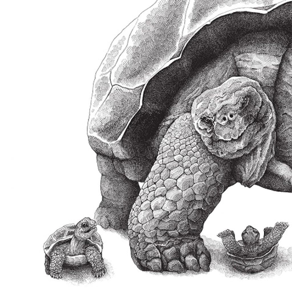 Sticker - Skildpadder by Draw Doodles Study