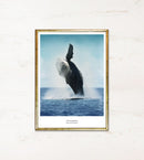 Plakat med pukkelhval, der bryder vandoverfladen med løftet finne, i guldramme med hvid kant og tekst.