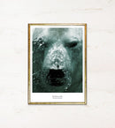 Isbjørn under vand med bobler, indrammet A3 plakat med hvid kant og bredere bund.