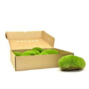 Lys grønne, runde og fluffy mos-puder i en åben papkasse.