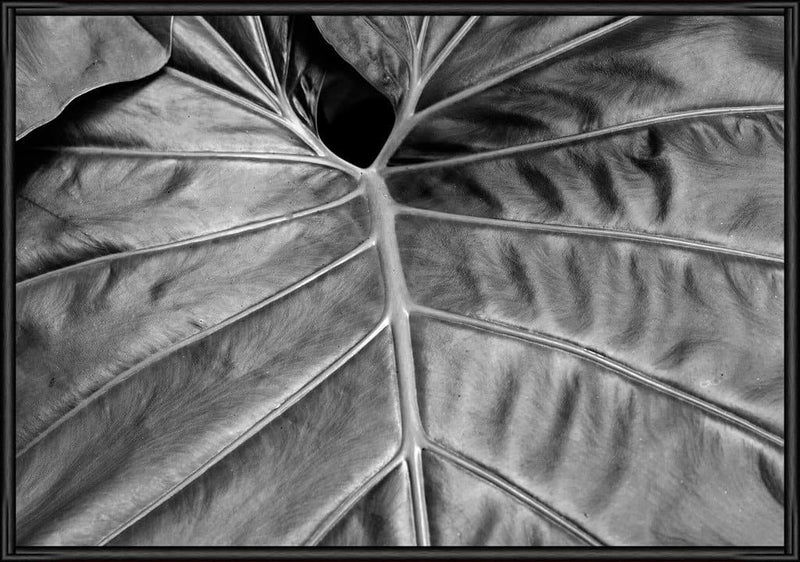 SOIL Big Leaf 02 50x70