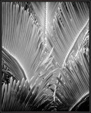 SOIL Tropic Tree 03 30x40