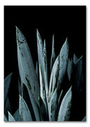 Blue Succulent II A3 - Blue Succulent II A3 - Martin Moore